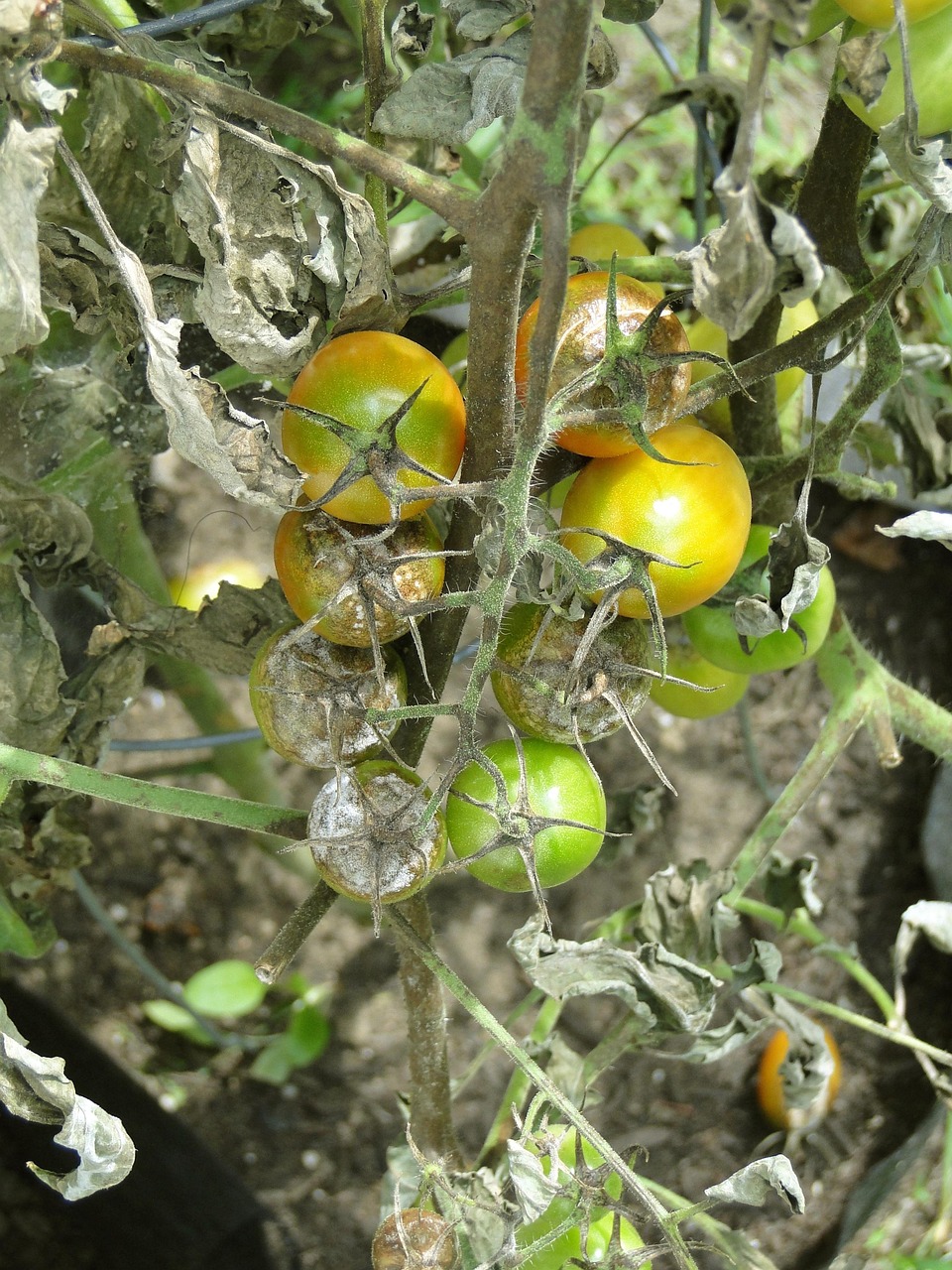 Plantes malades : 6 maladies dues aux champignons à connaître